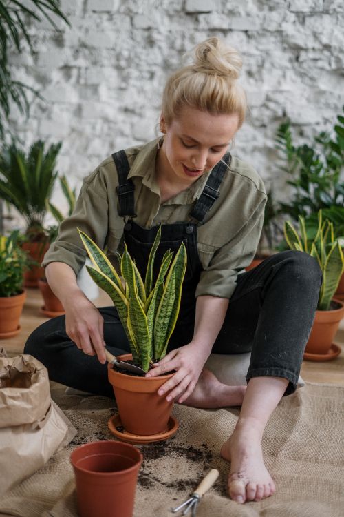 Free A young woman gardening indoors, potting houseplants in a relaxed setting. Stock Photo
