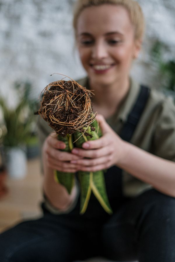 Indoor Growing Systems