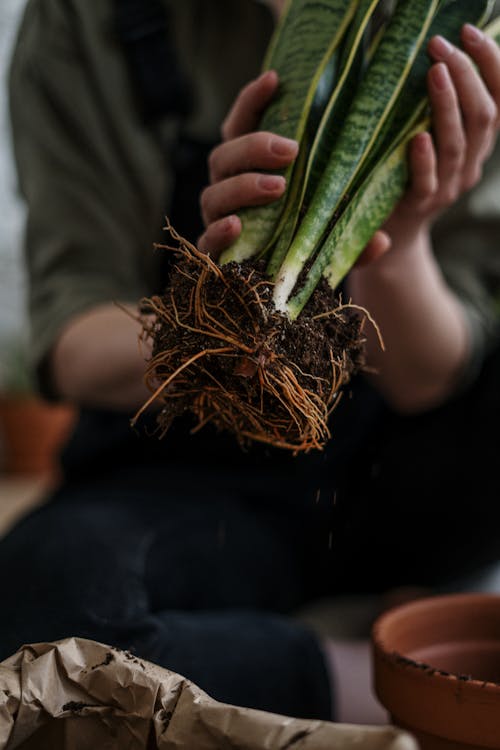 Foto d'estoc gratuïta de casa de jardineria, cassola, cassoles