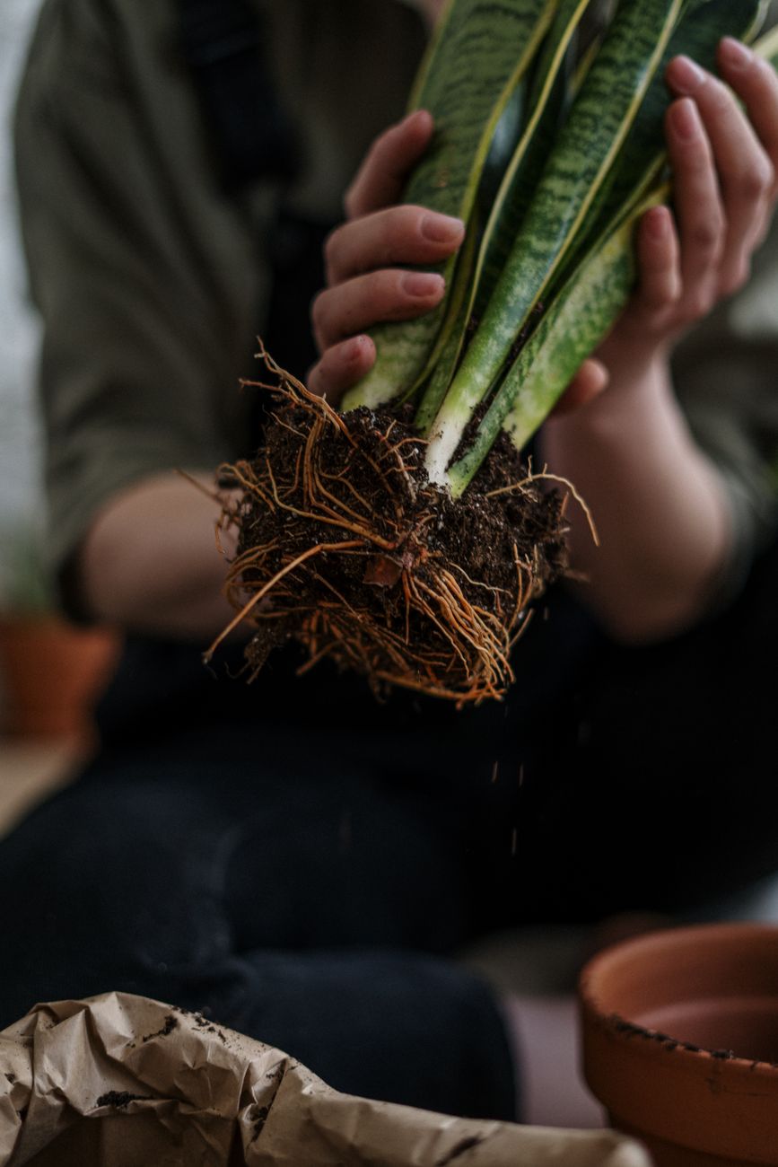 plant roots escaping pot