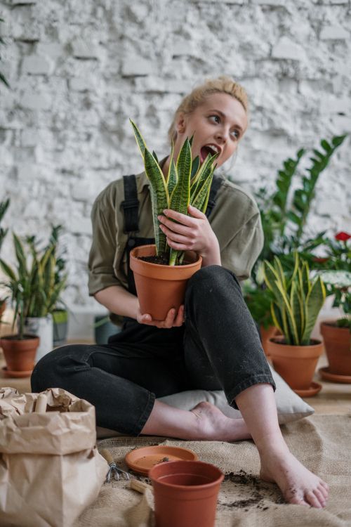 Free A woman happily holds a potted snake plant while engaging in indoor gardening activities. Stock Photo
