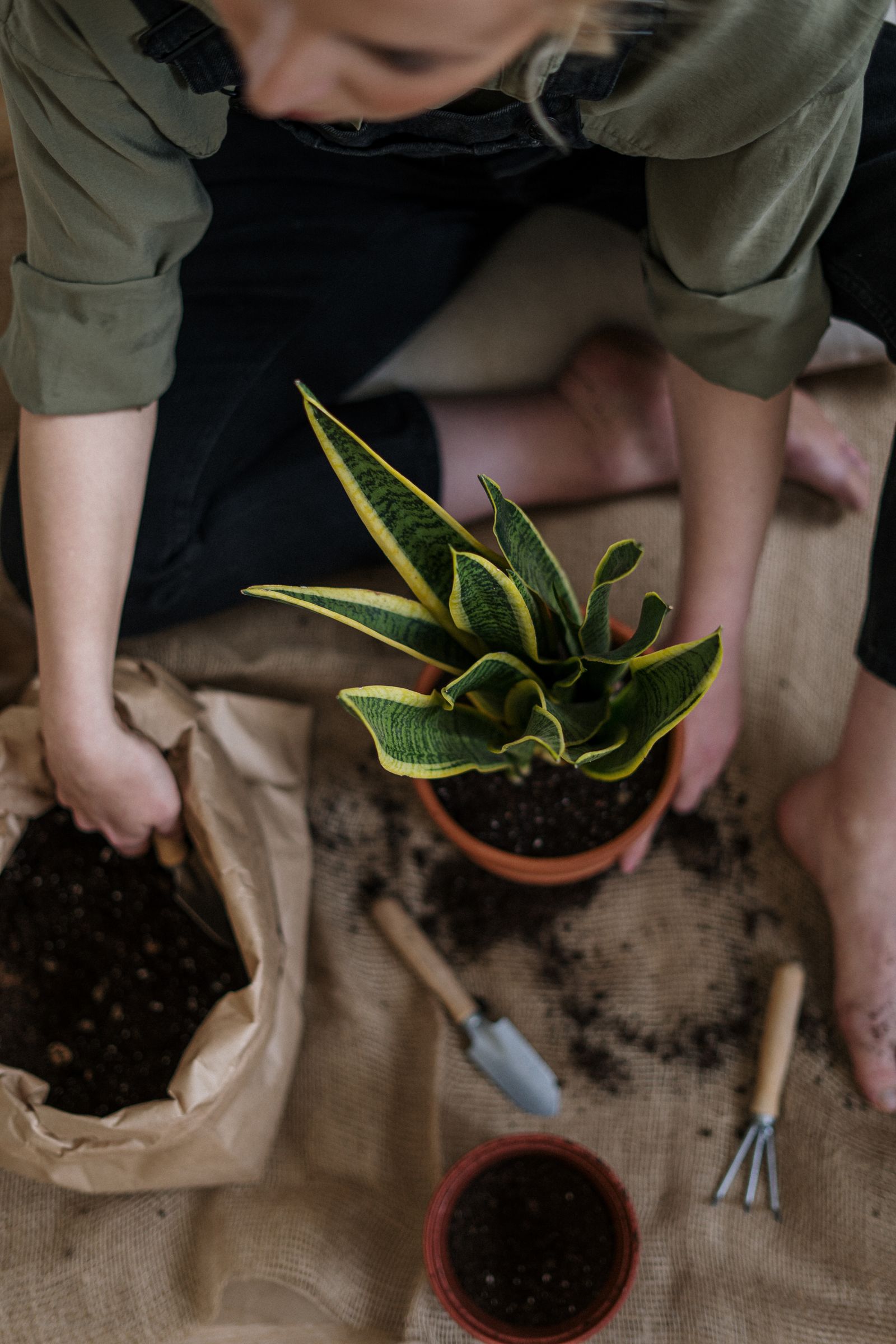 Person repotting a houseplant with gardening tools