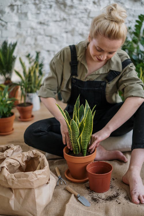 Gratis stockfoto met bloempot, bloempotten, blondine