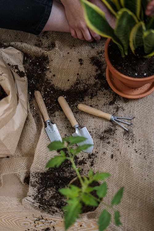 Green Plant on Brown Clay Pot