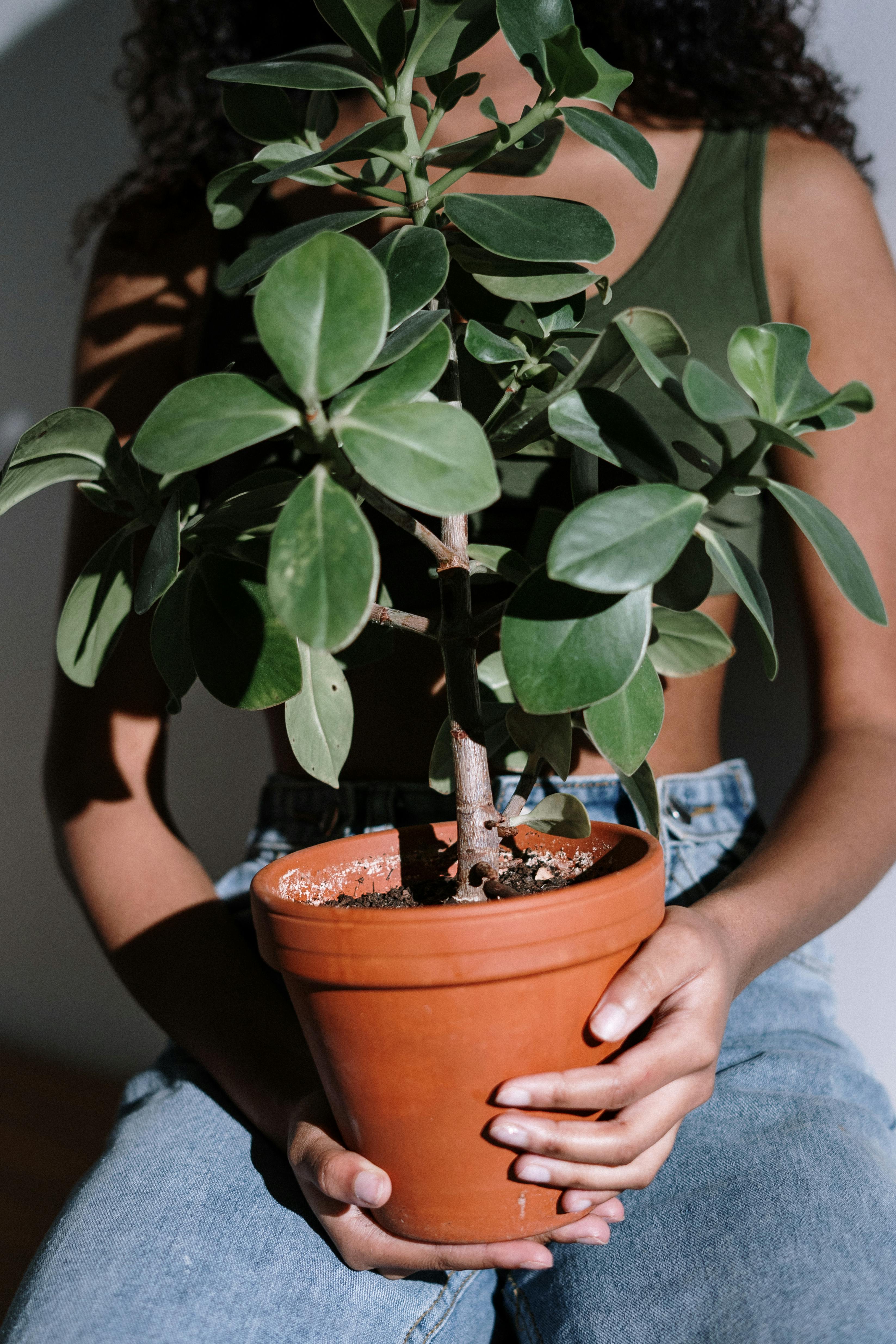 Order plants online