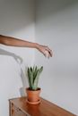 Person Holding Green Plant on Brown Clay Pot