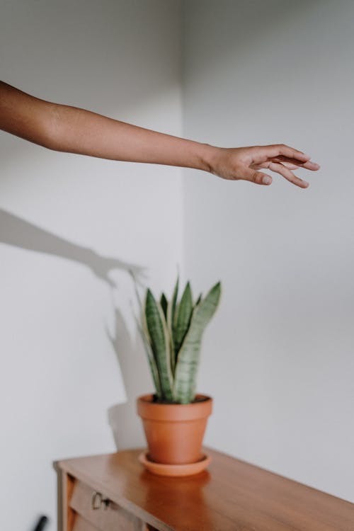 Person Holding Green Plant in Brown Clay Pot