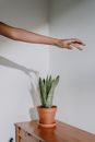 Person Holding Green Plant in Brown Clay Pot