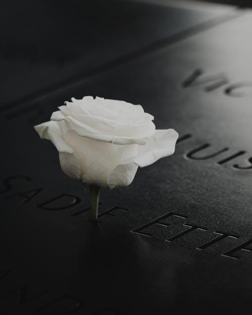 Безкоштовне стокове фото на тему «біла роза, вертикальні постріл, квітка»