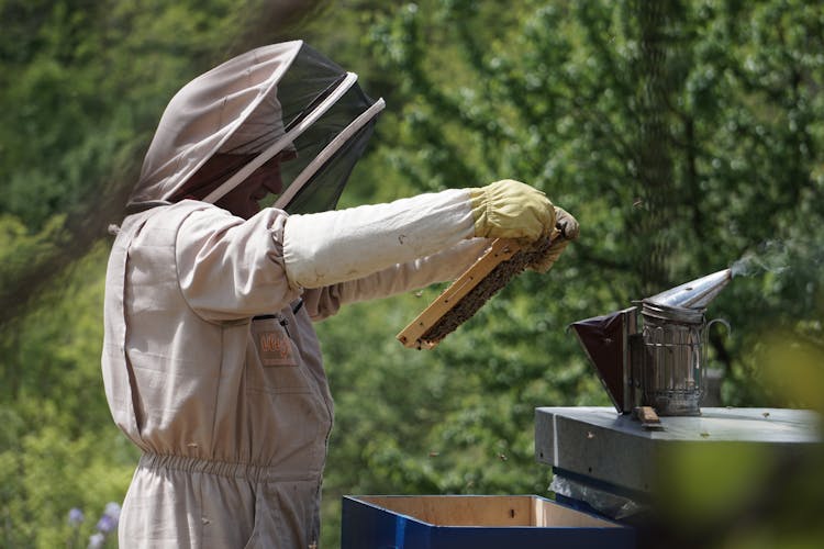 A Beekeeper Holding A Hive Frame