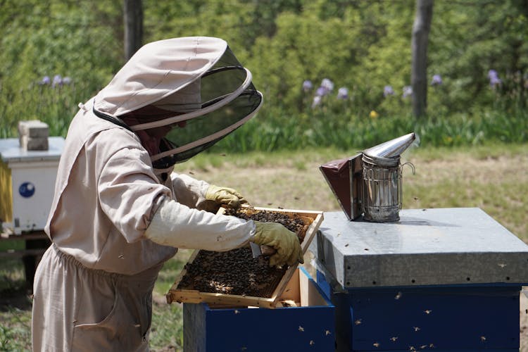 A Beekeeper Holding A Hive Frame Full Of Bees