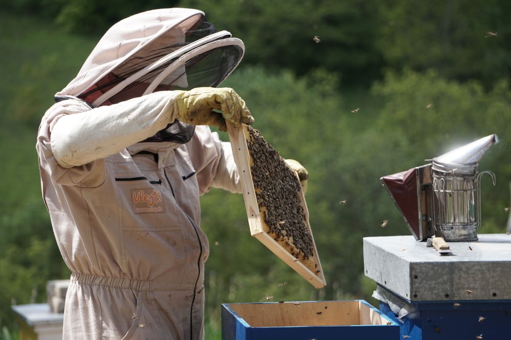 Our beekeeper inspecting a hive frame