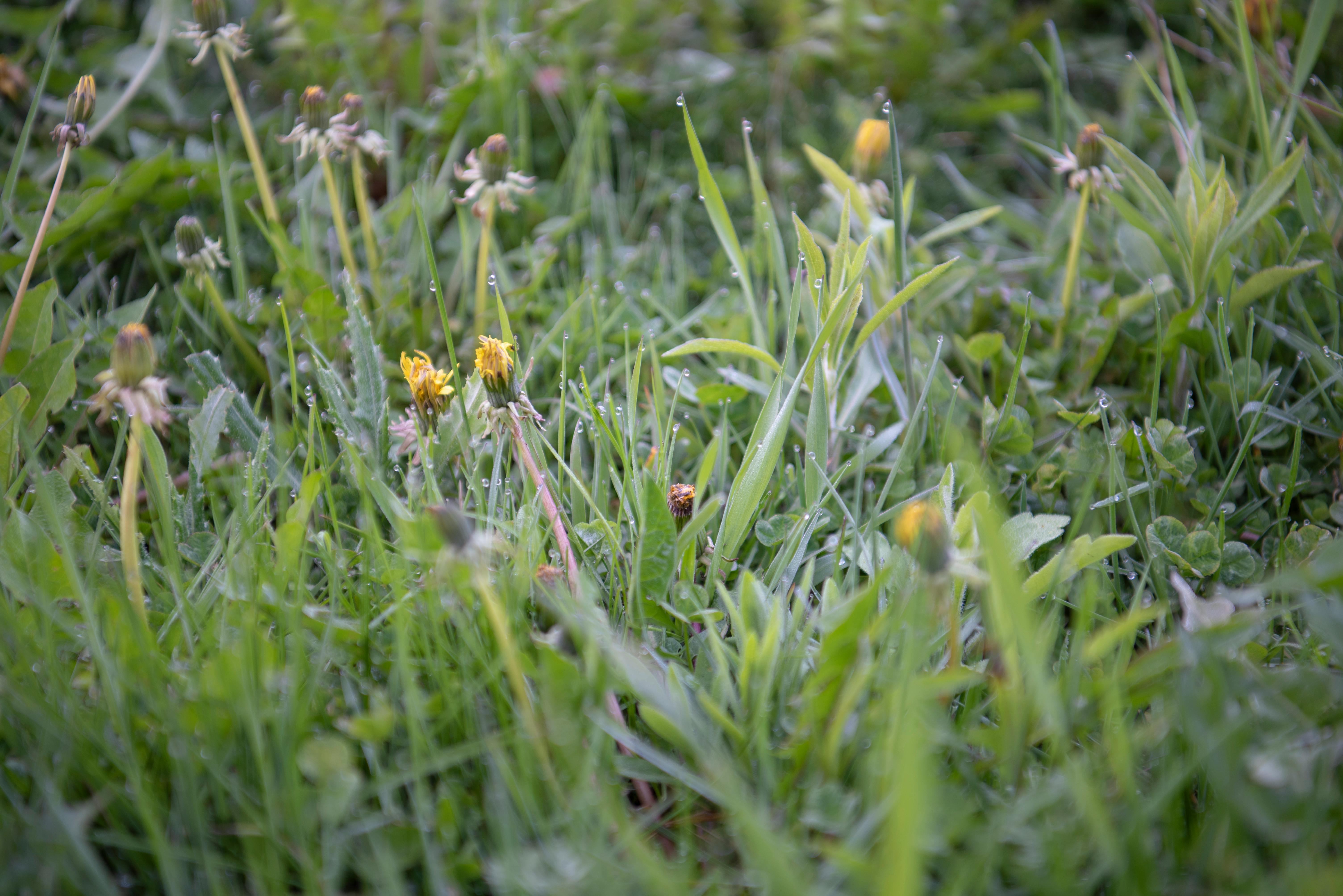 Gardening Experience