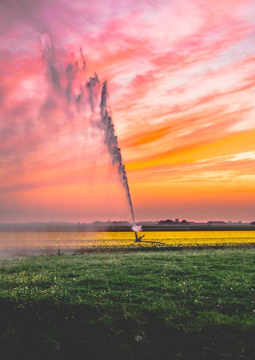 Foto stok gratis air, Belanda, bidang bunga