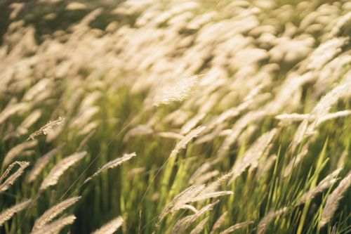 Free From above of glowing spikes growing on thin stems on lawn in summer in countryside Stock Photo