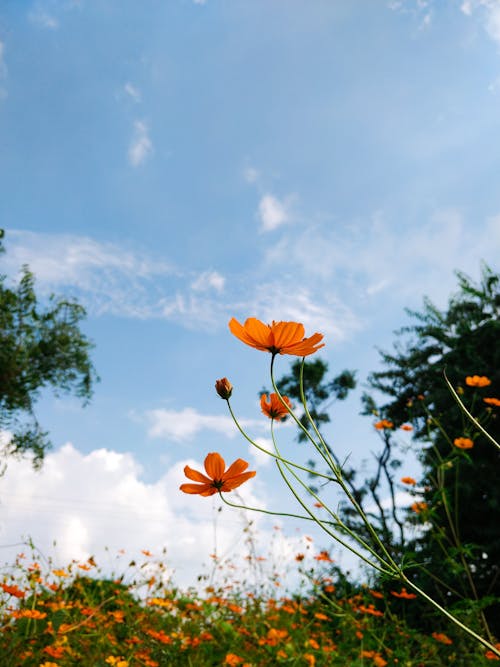 Foto d'estoc gratuïta de camp de flors, cel blau, flor taronja