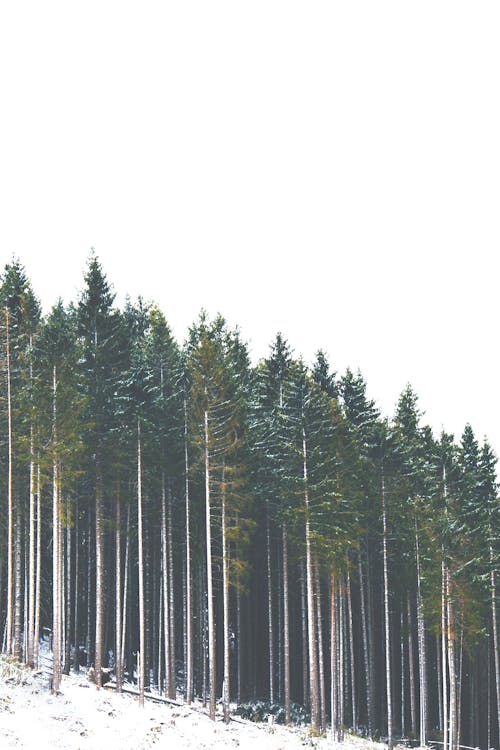 Foto d'estoc gratuïta de arbres alts, boscos, cel blanc