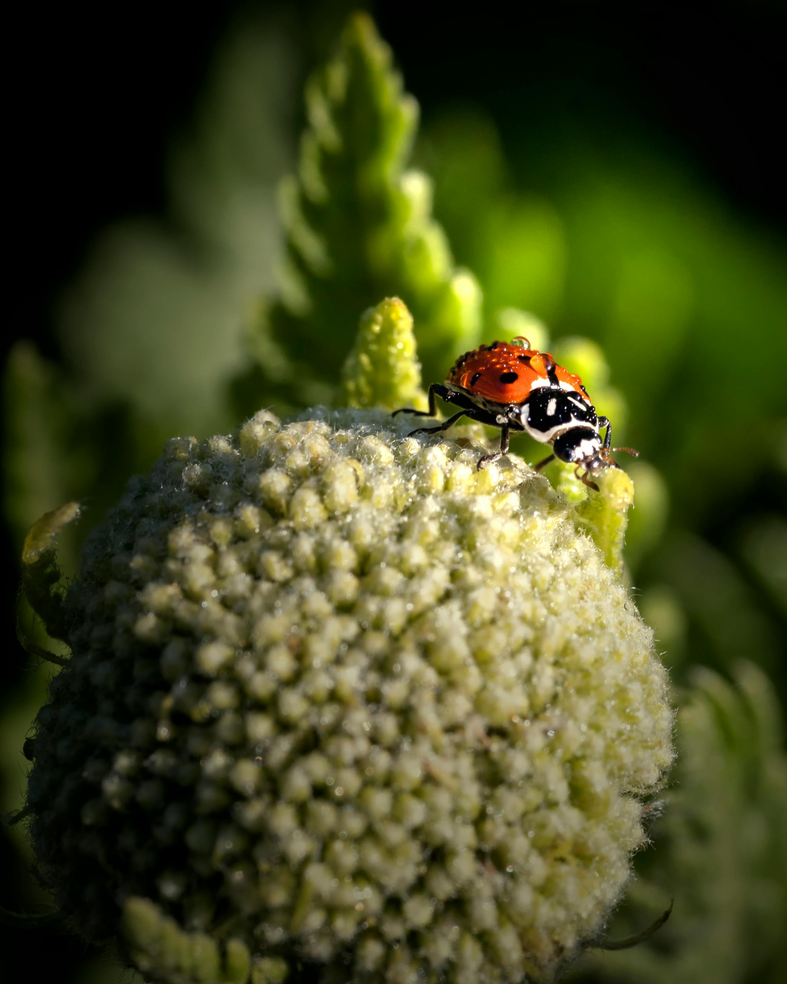 Red Ladybug In Green Grass · Free Stock Photo