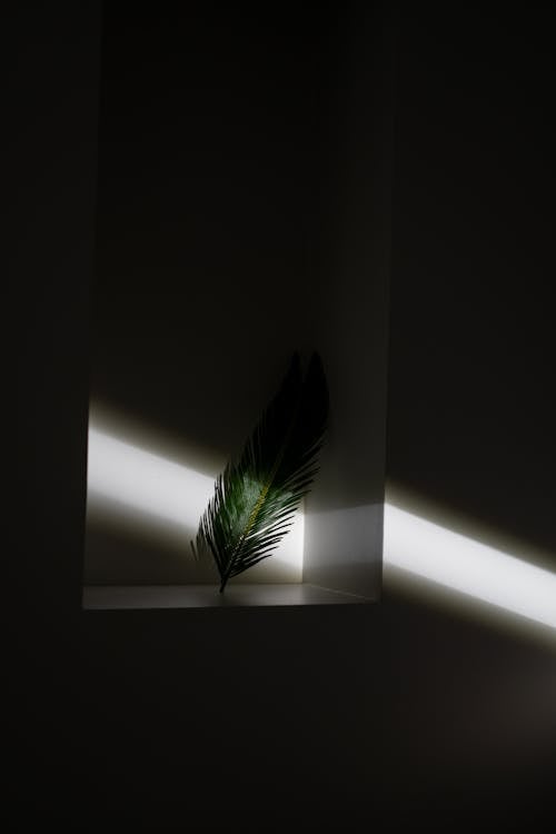 Thin palm tree leaf on white surface in dark room