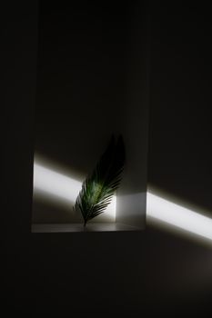 阳光明媚的棕榈叶搭配简约风格，营造出优雅的家居装饰效果