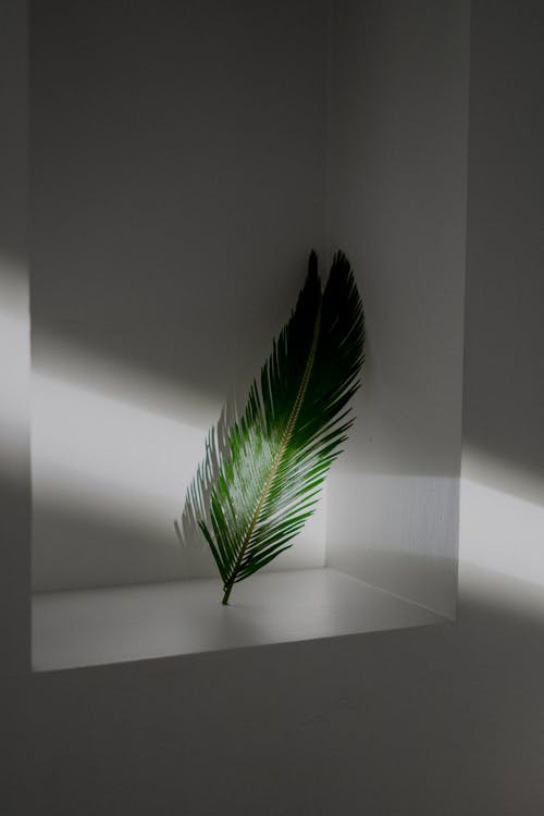Free White shelf decorated with fresh green leaf of palm tree leaning on wall in light room with shadows Stock Photo