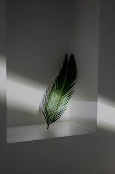 White shelf decorated with fresh green leaf of palm tree leaning on wall in light room with shadows