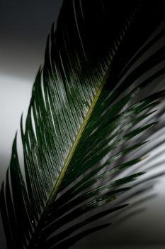 光影对比鲜明的棕榈叶特写充满活力，凸显了其细腻的纹理