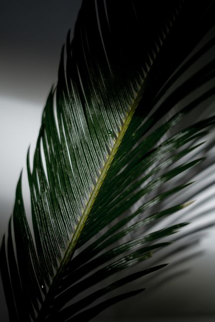 Texture of beautiful green leaf of tropical Phoenix palm tree with shadow on white wall