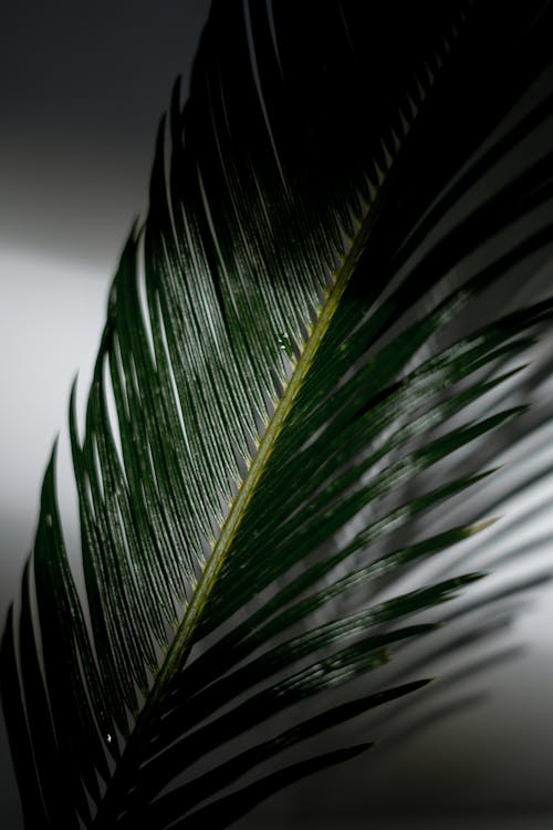 Big green palm tree against white wall