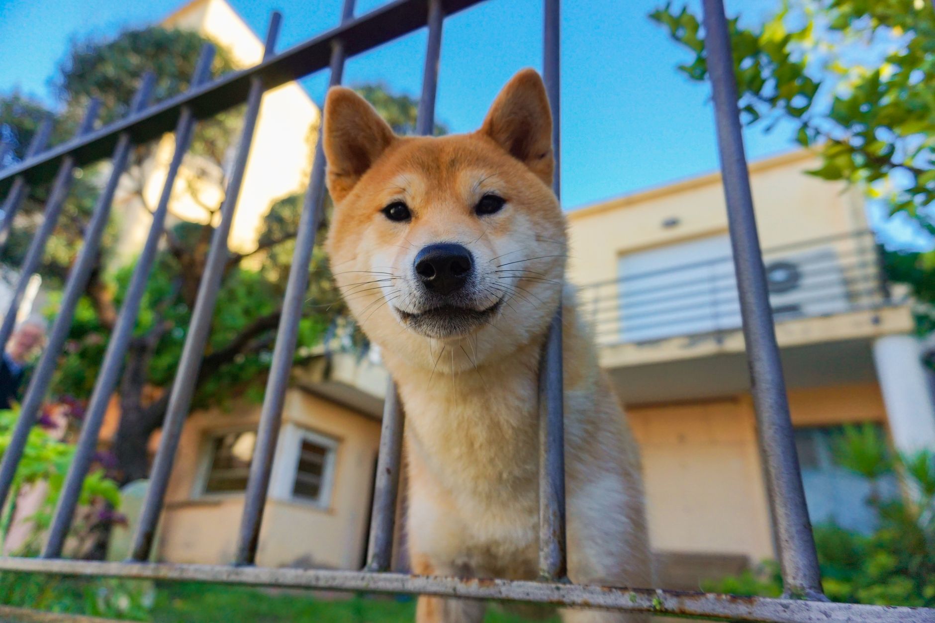 pexels-photo-4506896 Quel est le meilleur chien pour une maison ? La réponse dépend de vous autant que de lui