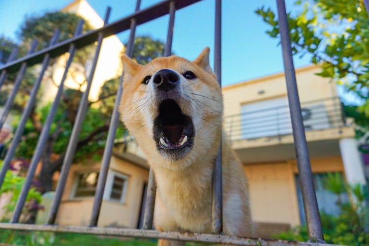 A Dog Barking Near A Metal Fence