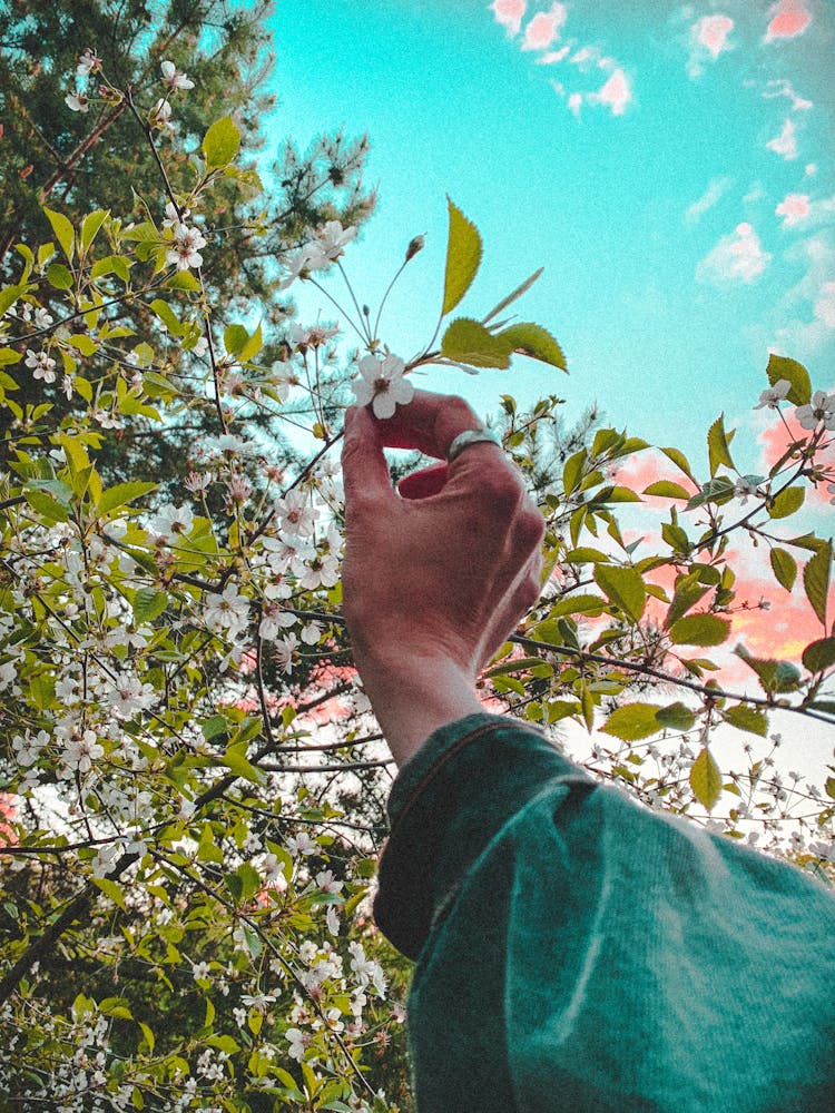 Faceless Woman Showing Blooming Flower On Tree In Garden