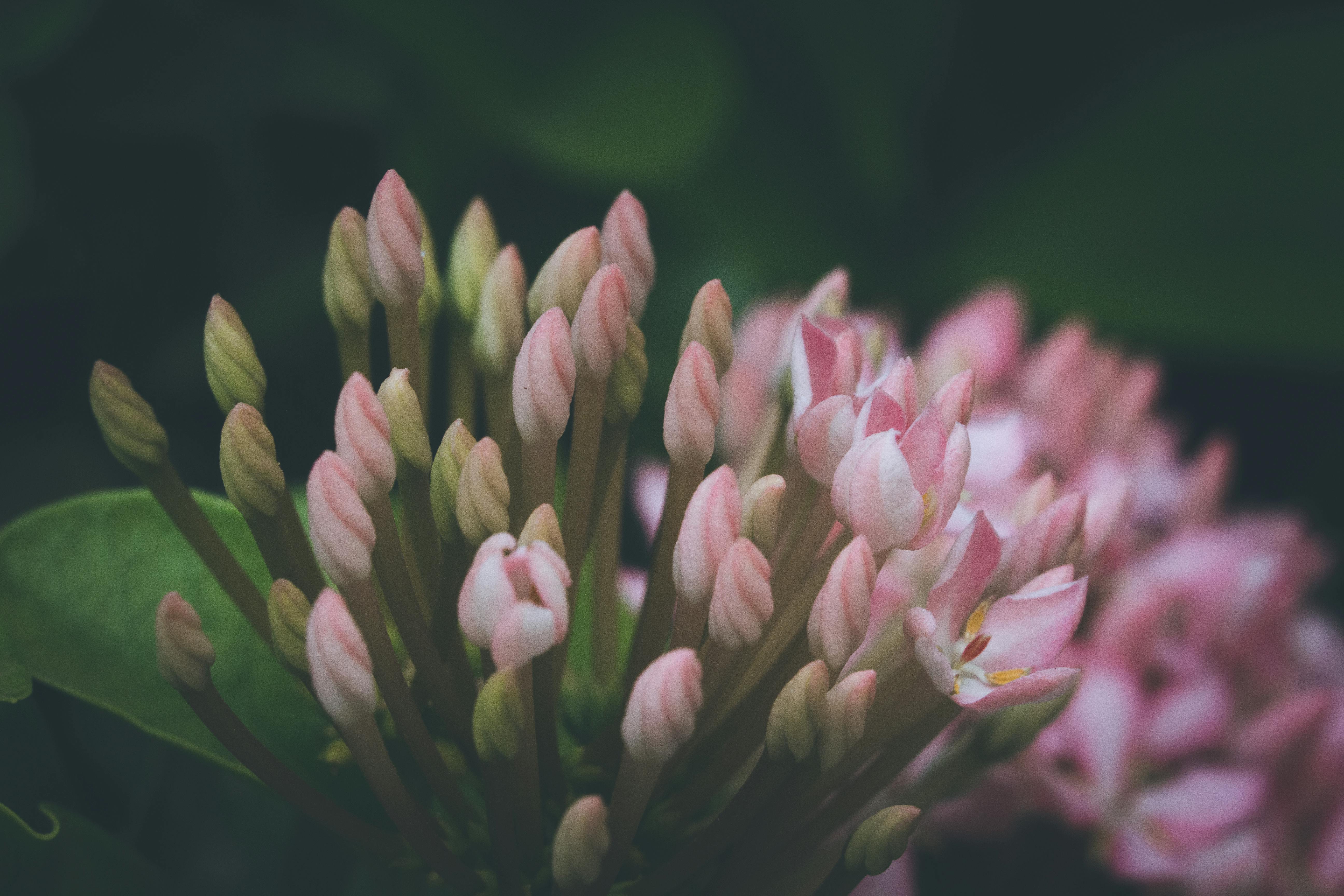 Free stock photo of beautiful flower, buds