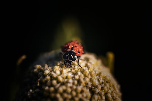 Δωρεάν στοκ φωτογραφιών με beetle, macro shot, άγρια φύση