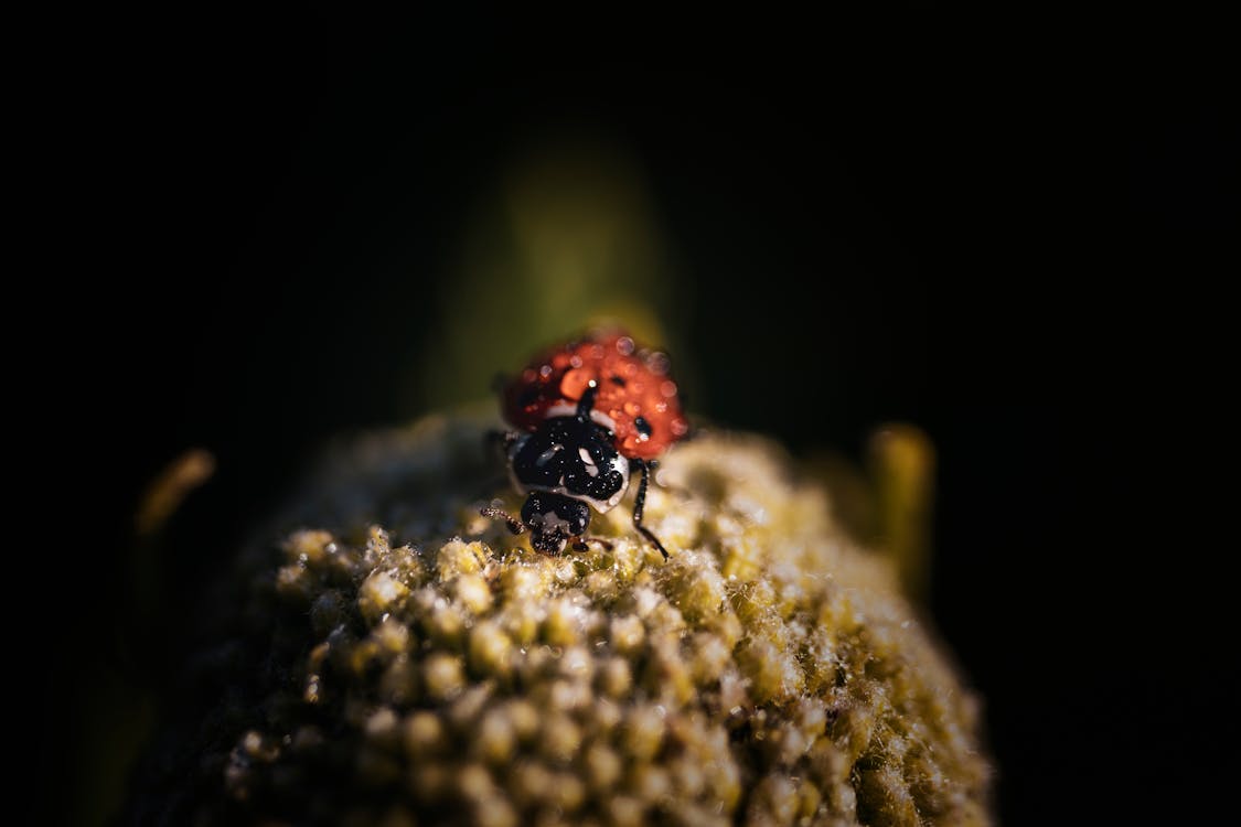 Red Ladybug Perched on Plant
