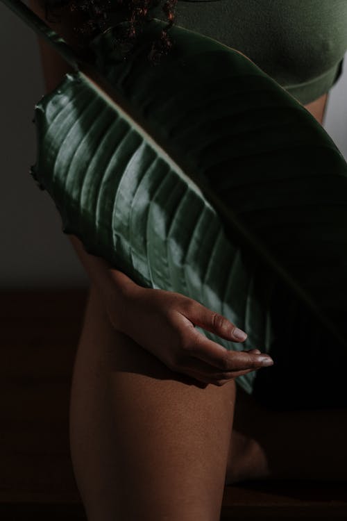 ハンド, 女性, 家の植物の無料の写真素材