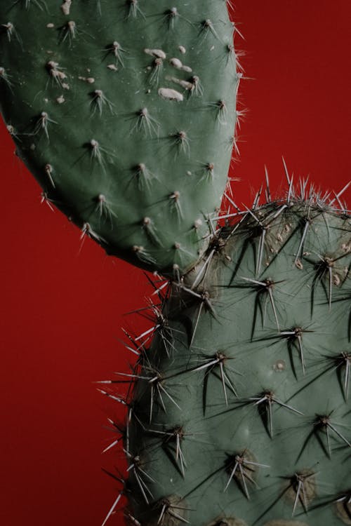 Green Cactus Plant in Close Up Photography