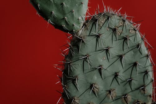Green Cactus Plant in Close Up Photography