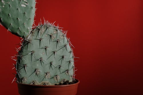 Free Green Cactus in Brown Clay Pot Stock Photo