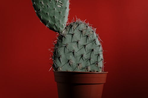 Photos gratuites de acéré, arrière-plan rouge, cactus