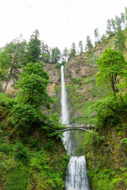 Bridge Above Waterfall in Green Trees