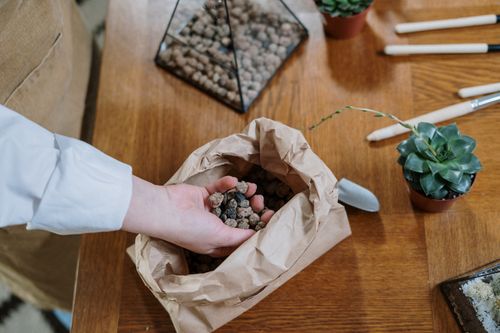 Free Hand holding soil with succulents for a DIY home terrarium project. Stock Photo
