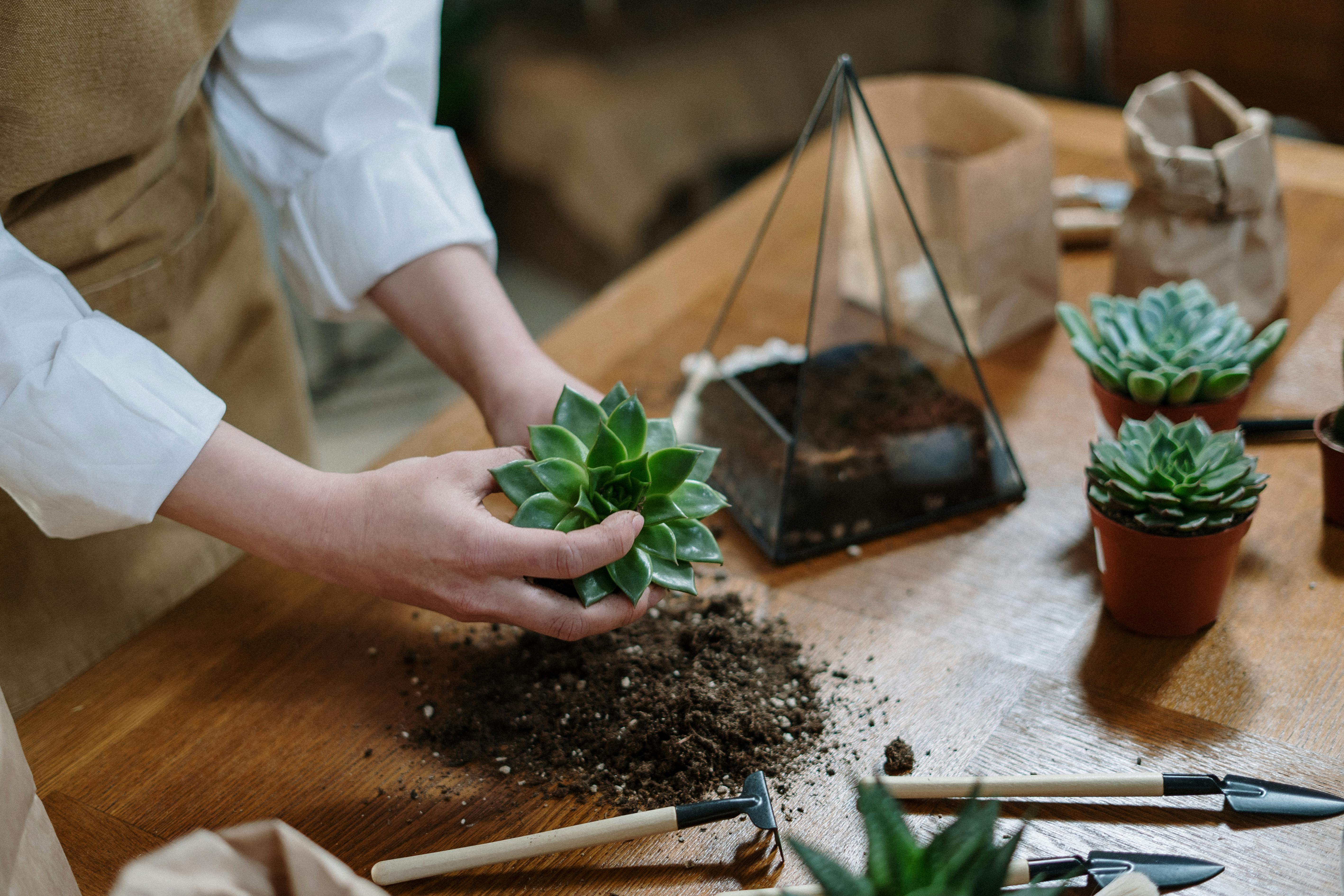 Person doing repotting of desk plants