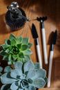 Green Succulent Plant on Brown Wooden Table