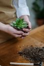 双手特写手持多肉植物，展示家庭园艺和室内种植