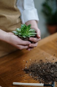 双手特写手持多肉植物，展示家庭园艺和室内种植