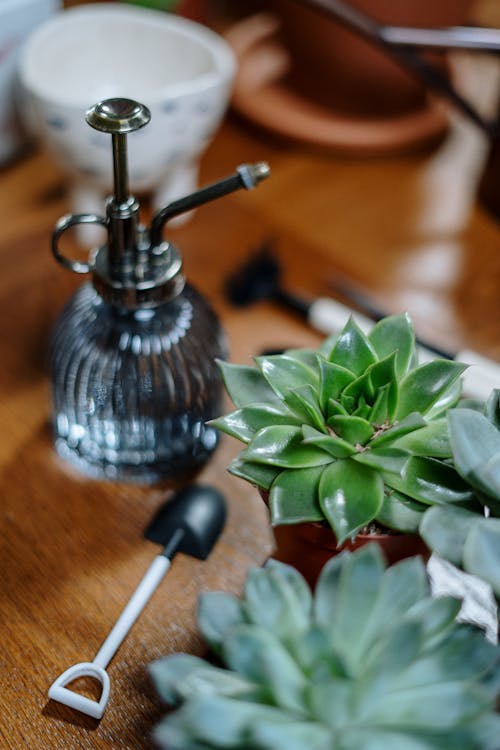 Green Plant on Silver and Black Table Lamp