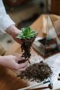 一个人在室内为装饰性玻璃容器准备带土壤的多肉植物
