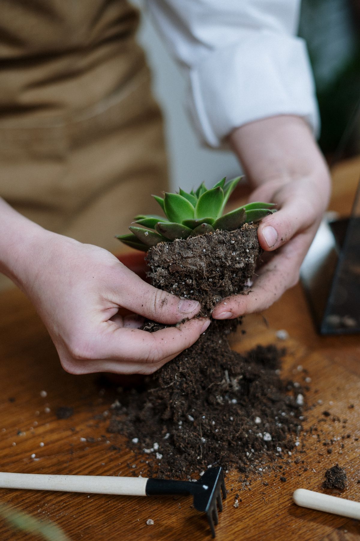 Salon lumineux rempli de plantes d'intérieur
