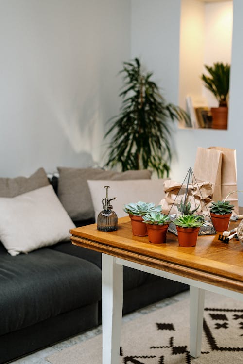 Free Green Potted Plant on Brown Wooden Table Stock Photo